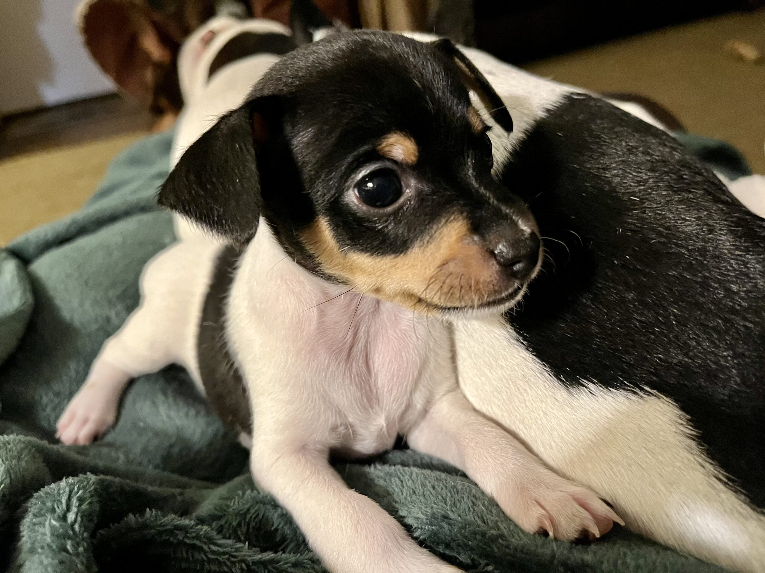 Mimmie & Papaws Rat Terriers